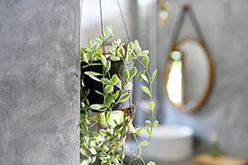 A pot plant hangs in the bathroom of a new home.