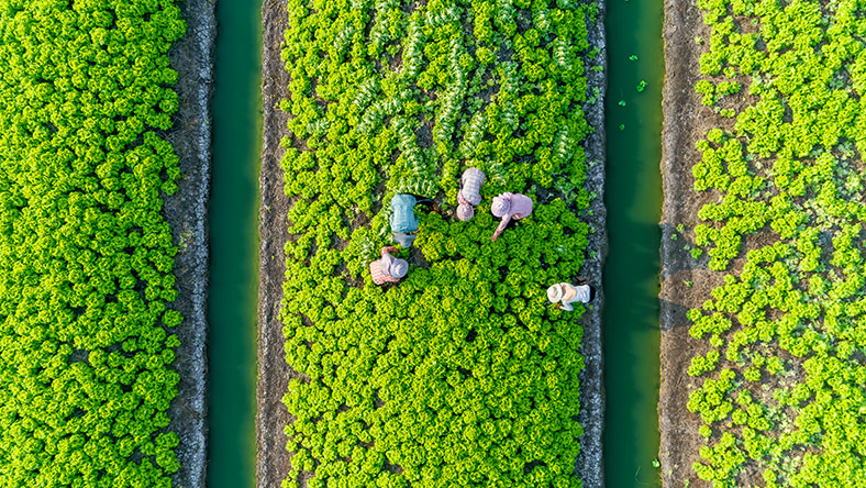 farmworkers harvesting crops in a field