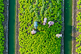 farmworkers harvesting crops in a field