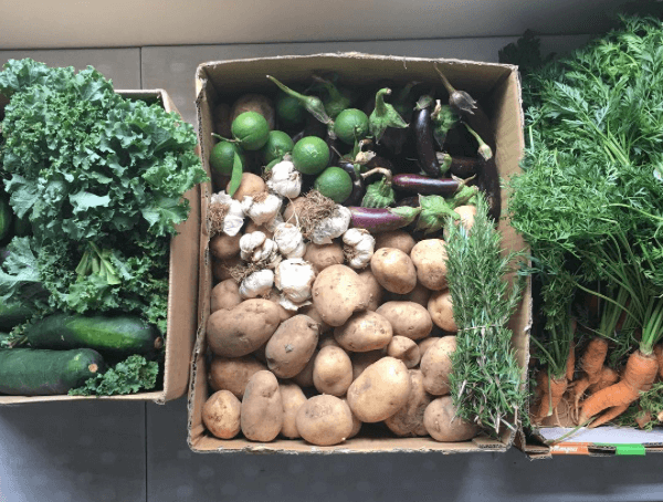 Boxes of vegetables including cucumber, kale, mushrooms, eggplant and carrots