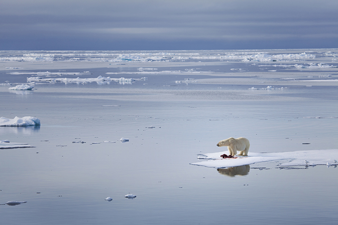 Polar bear stranded on a rapidly melting iceberg in the Arctic