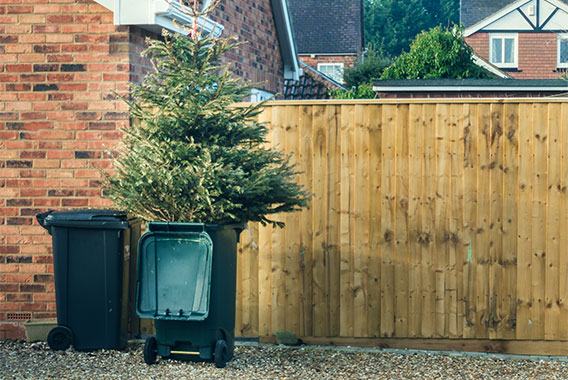 Christmas tree in rubbish bin outside of house