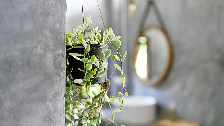 A pot plant hangs in the bathroom of a new home.
