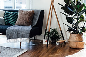 Inside of living room with lounge, cushions, coffee table and pot plant on display