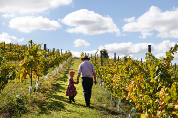Man walking with a little girl through the Borrodell Vineyard