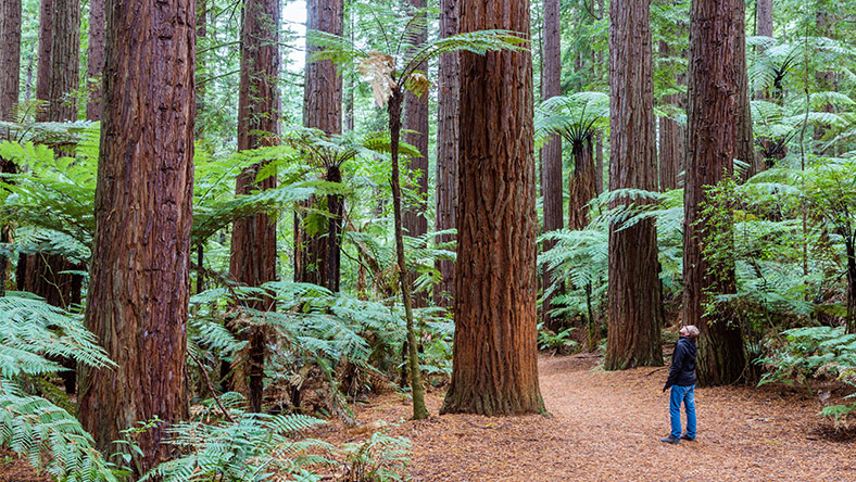 Man staring up at tall tree in New Zealand rainforest